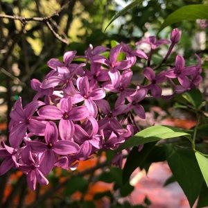 Meet your Posher, Lori